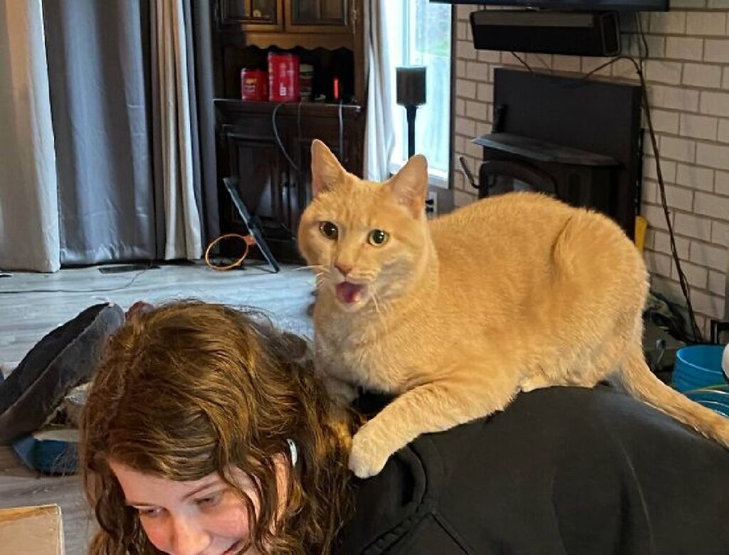 gatto sopra schiena mamma