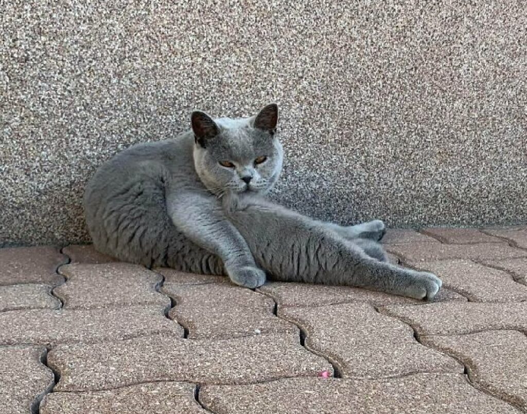 gatto postura leggermente scorretta