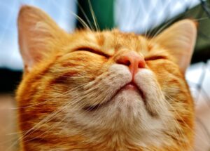 8 foto di gatti che fanno della vitalità il loro punto forte