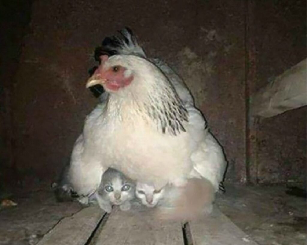 gatto sotto gallina mamma
