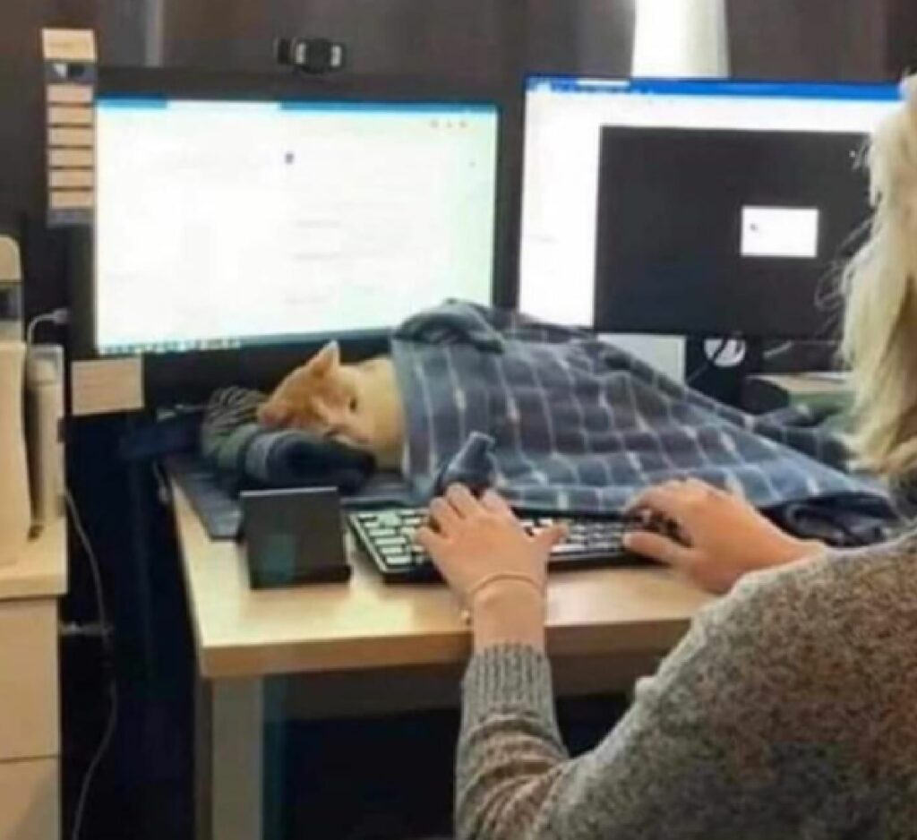gatto sotto coperta davanti computer
