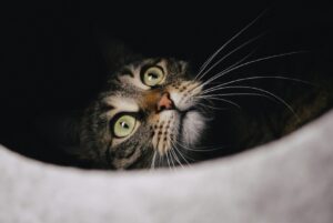 8 foto di gatti che finiscono in posti dove chiaramente non dovrebbero stare