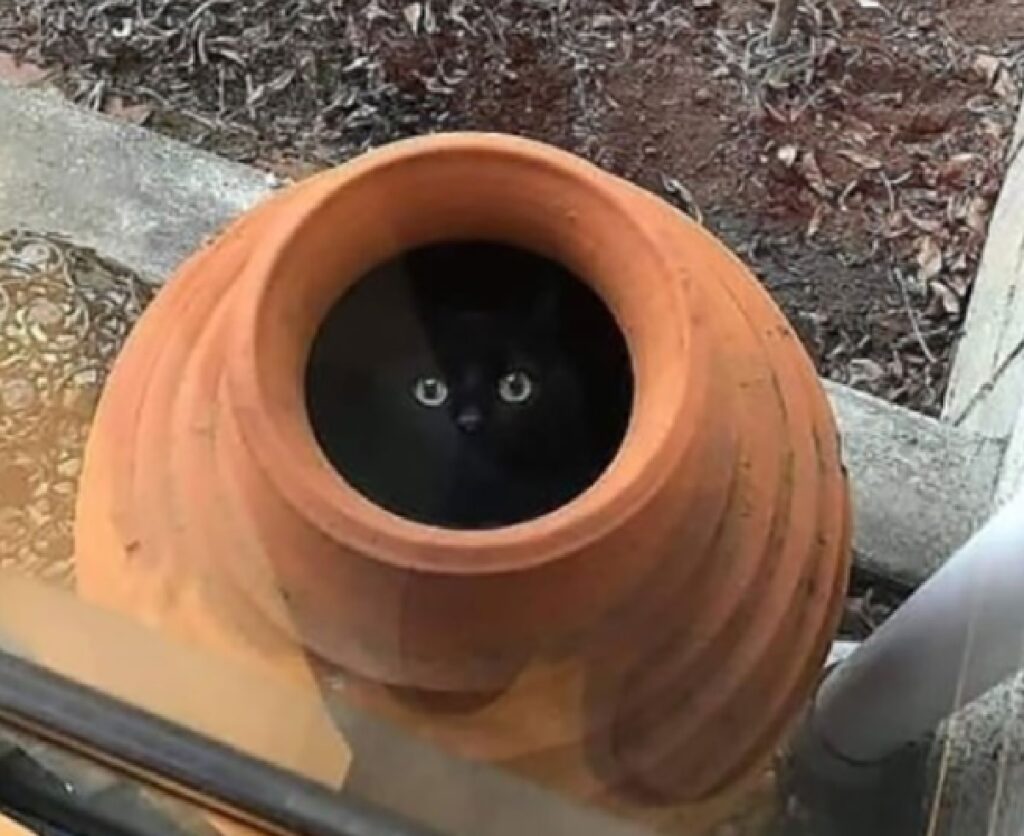 gatto nero dentro giara