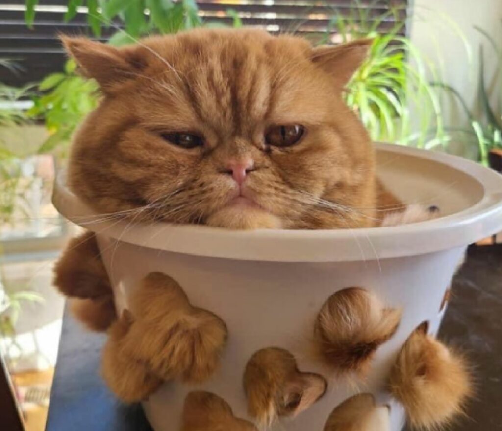 gatto dentro vaso bianco