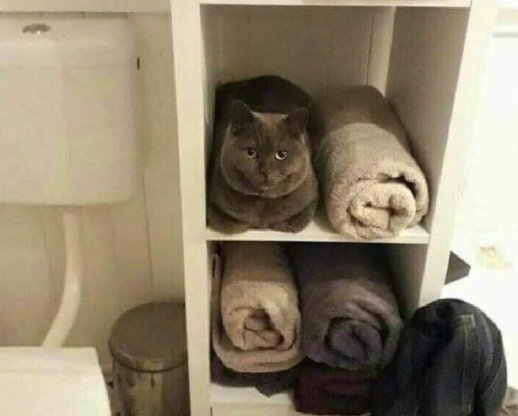 gattino si confonde con coperte