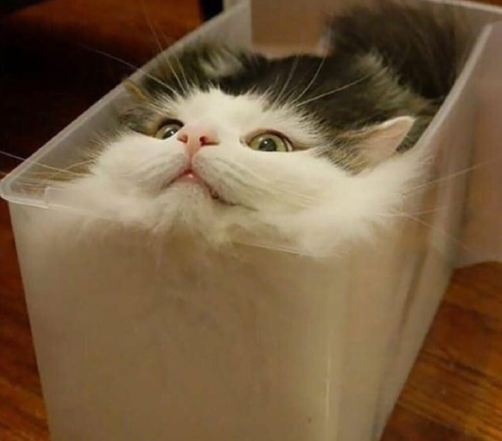 gattino dentro vaschetta plastica