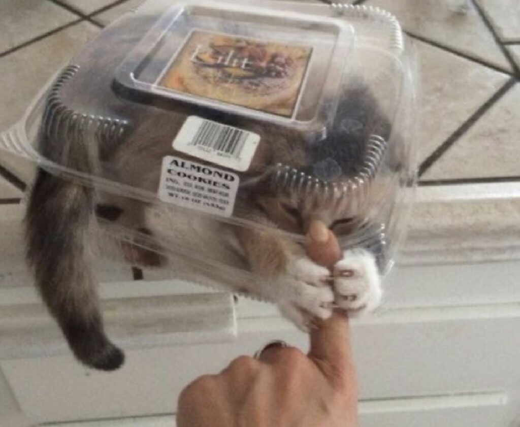 gattino si infila dentro vaschetta