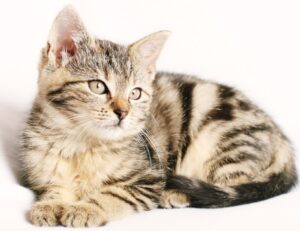 8 foto di gatti che grazie all’attenzione dei proprietari vivono una vita da re