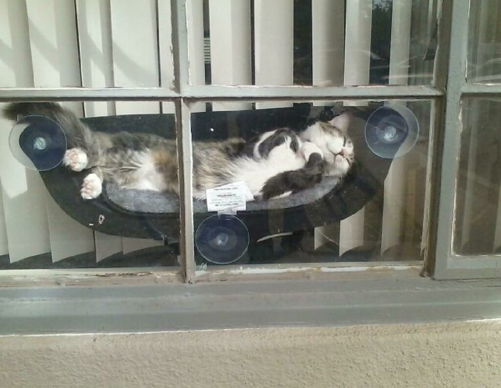 gatto divano disteso finestra