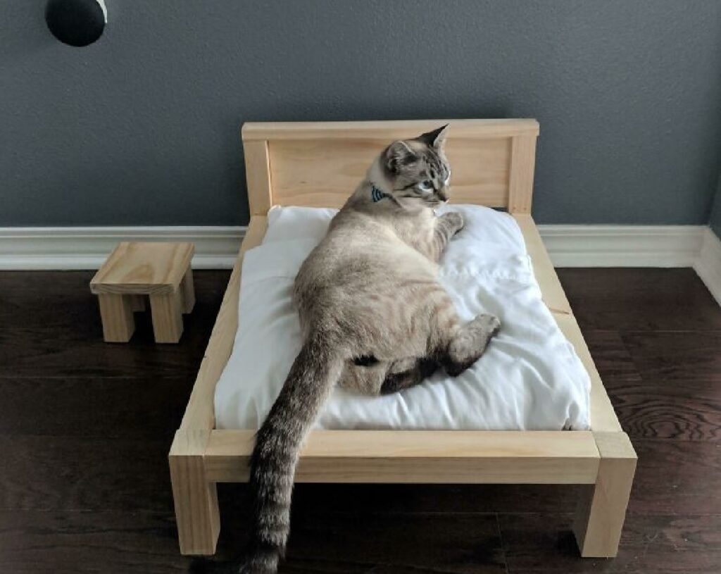 gatto sul letto lenzuola