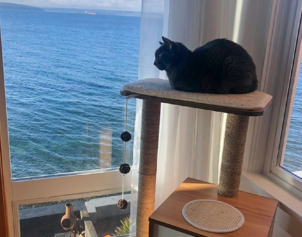 gatto nero vista mare