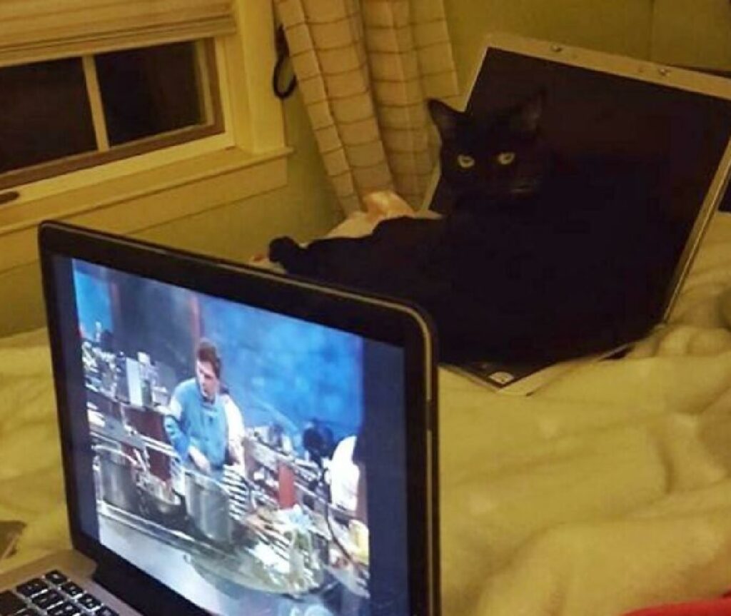 gatto nero su computer