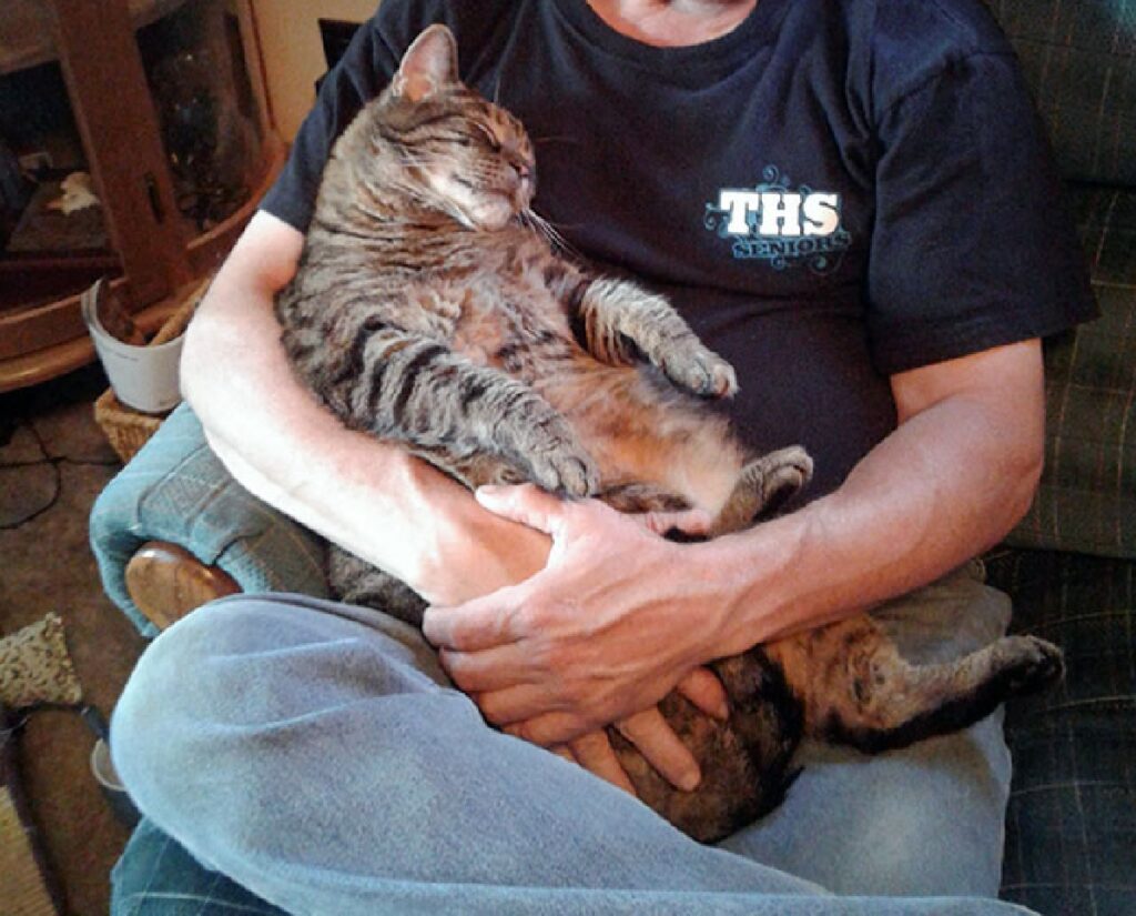 gatto dorme braccia papà