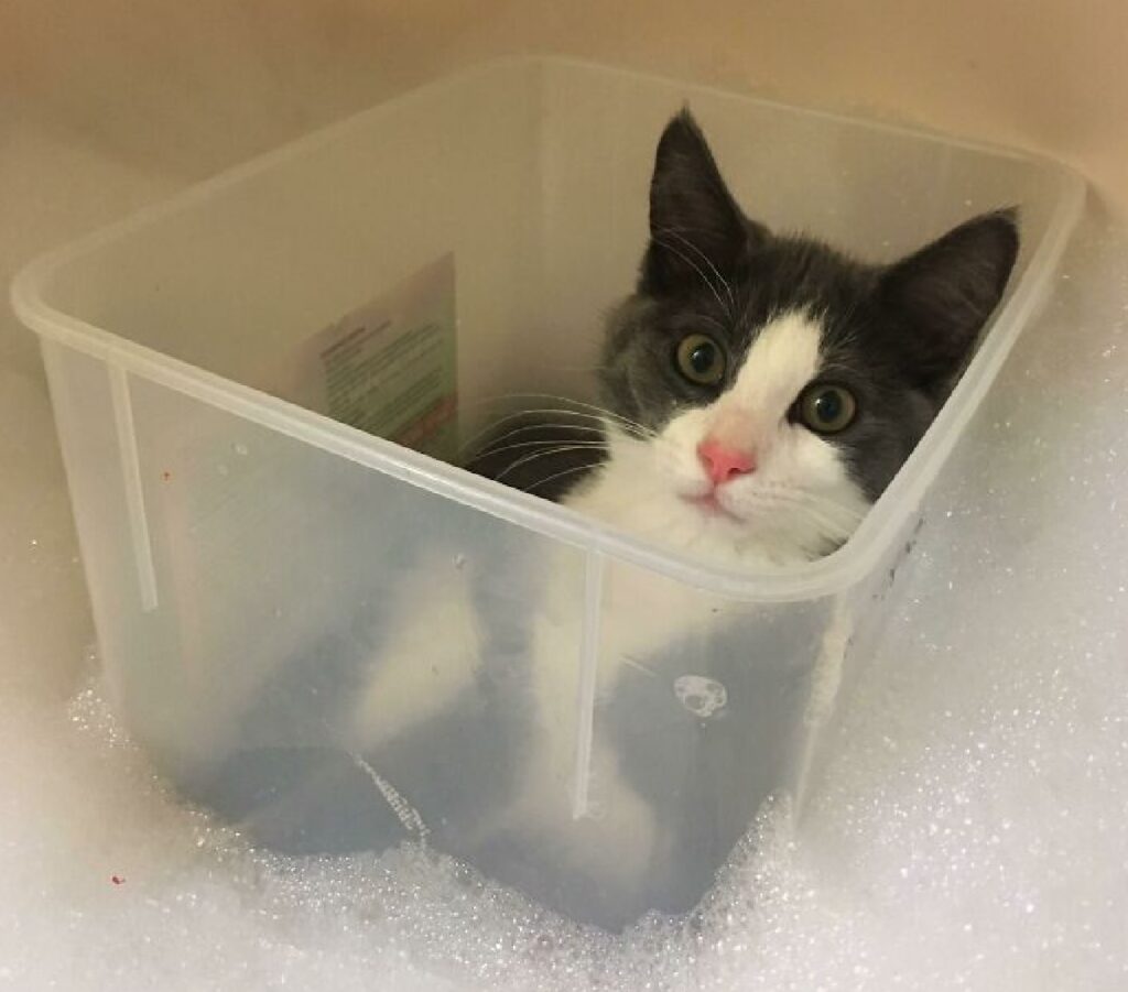 gatto fa il bagno dentro vasca