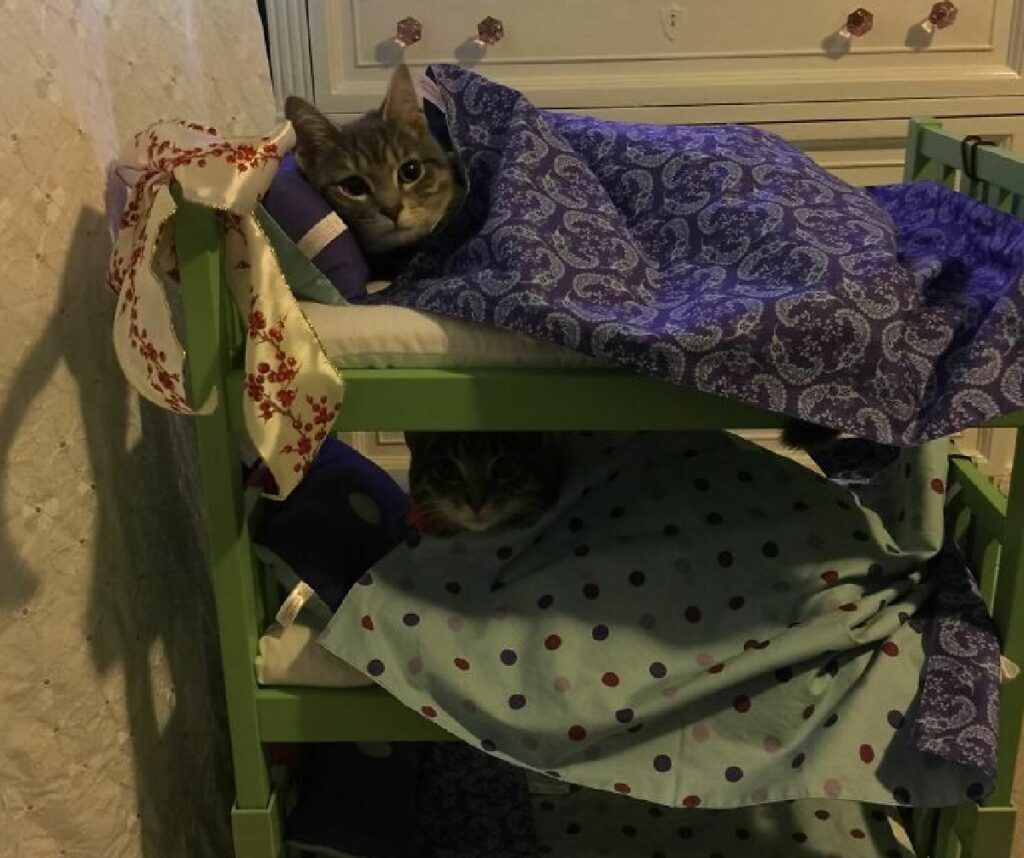 gatti dormono letto castello