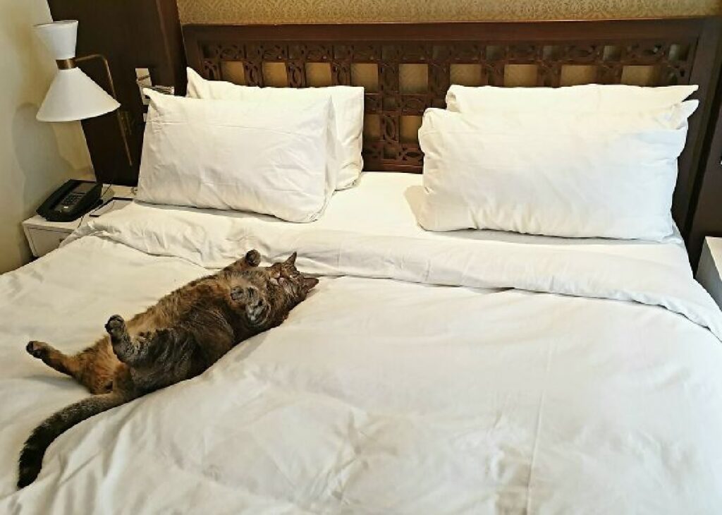 gatto dorme su matrimoniale