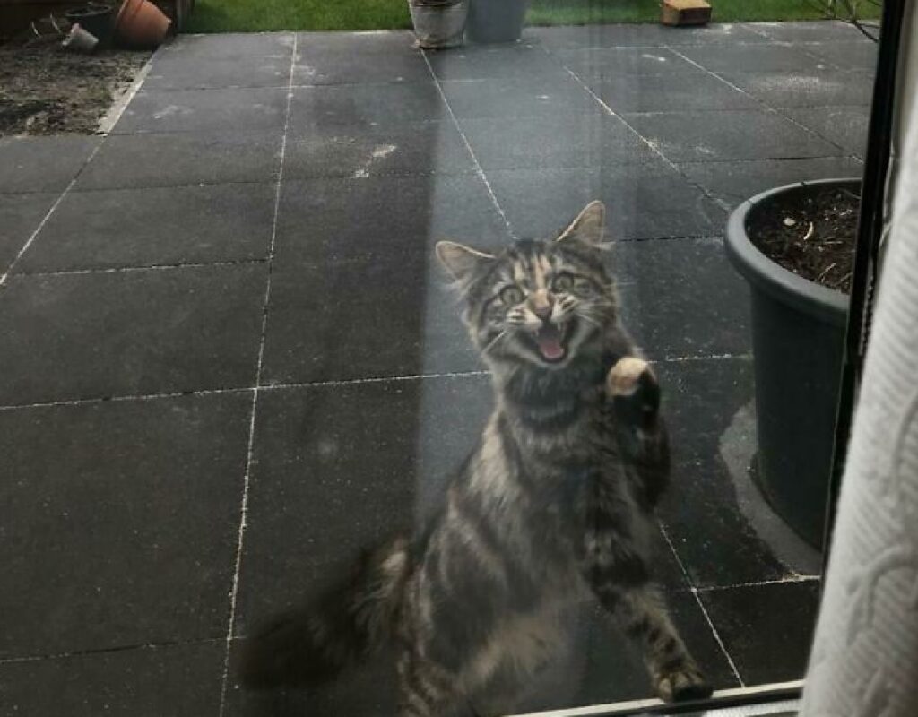 gatto fuori finestra cerca di entrare