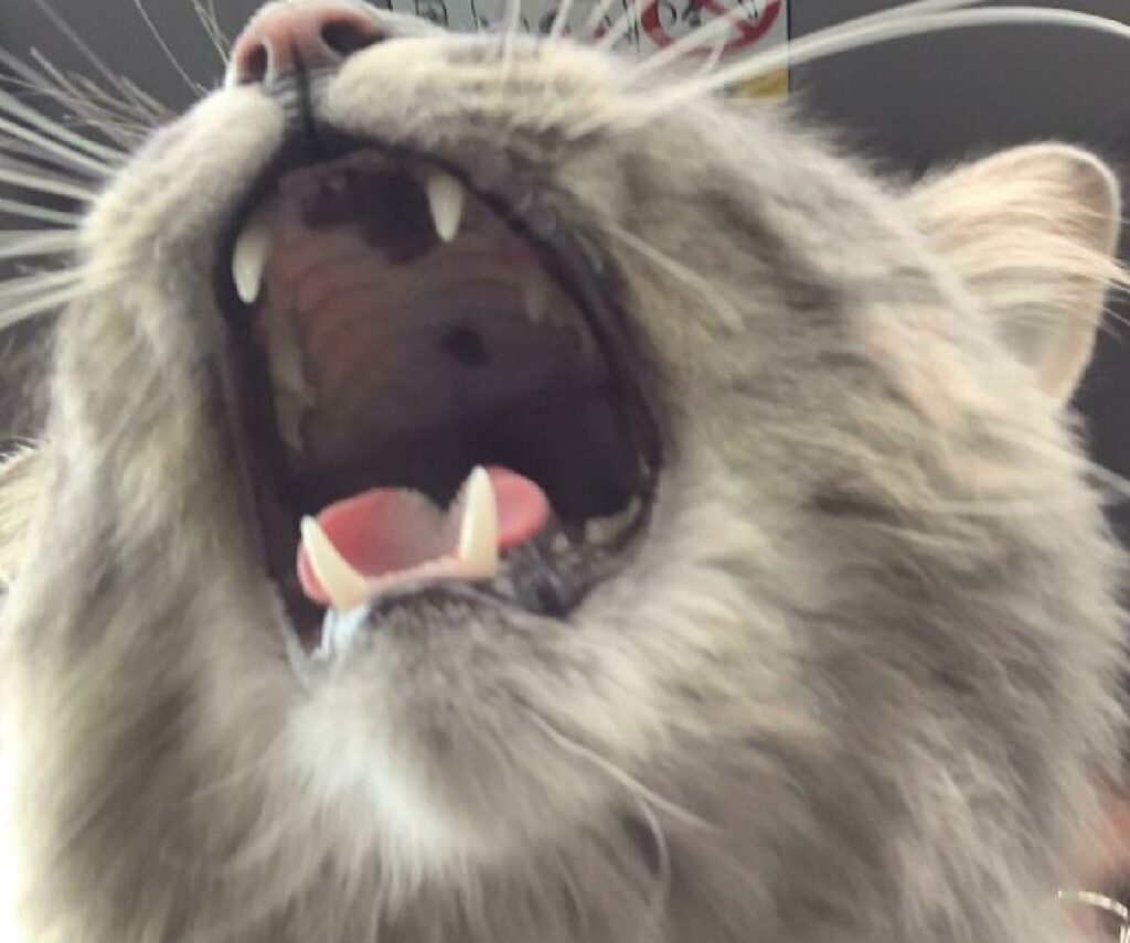 gatto miagolio apre bocca