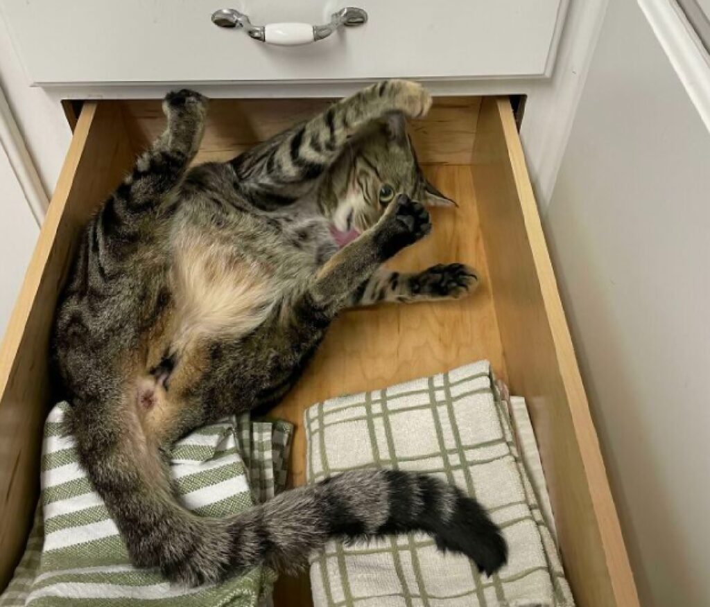gatto entra cassetto aperto