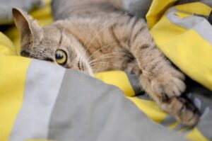 8 foto di gatti che non saprebbero rimanere fermi per 2 secondi