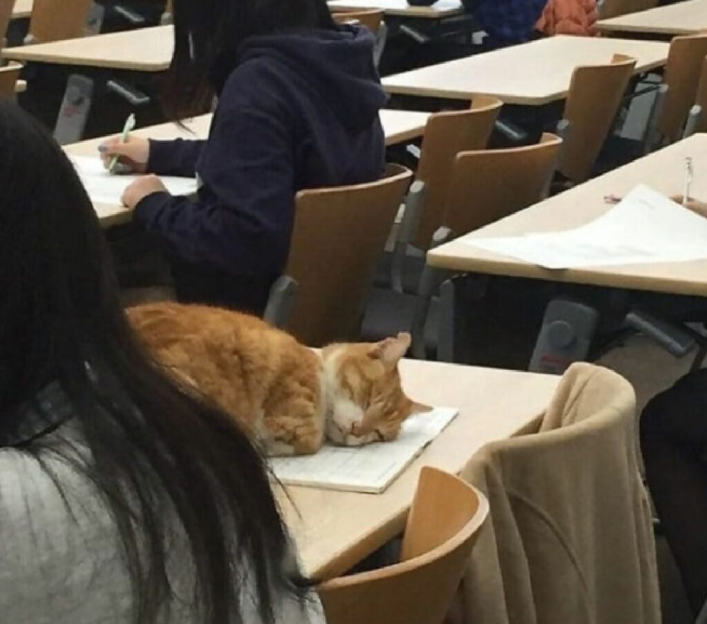 gatto rosso dorme banco di scuola