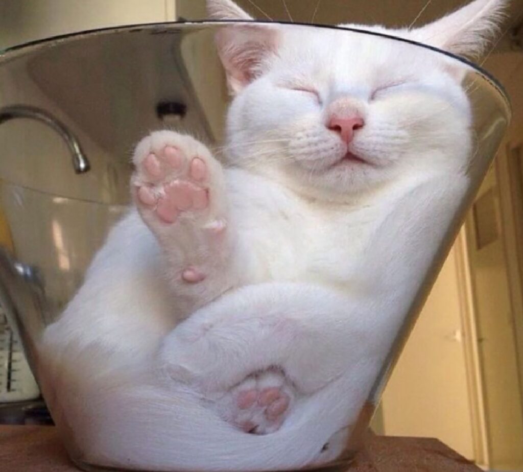 gatto bianco dentro vaschetta