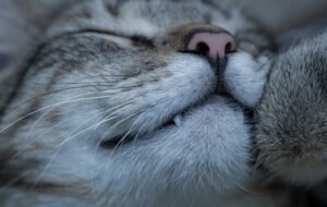 8 foto di gatti che per rilassarsi scelgono dei posti inconcepibili
