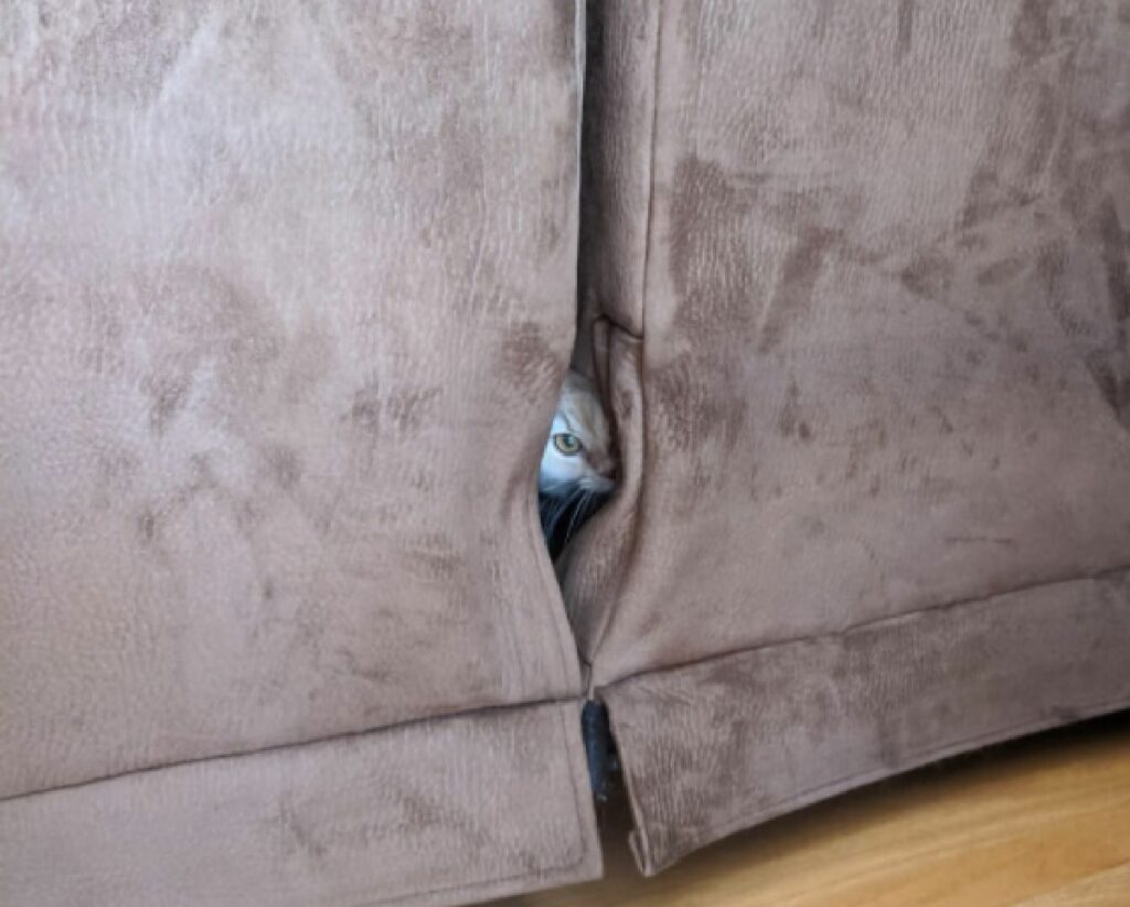 gatto si nasconde in mezzo divano