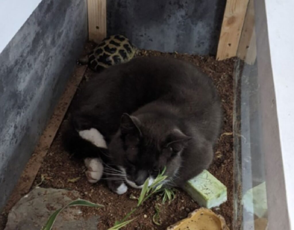 gatto dorme insieme tartaruga