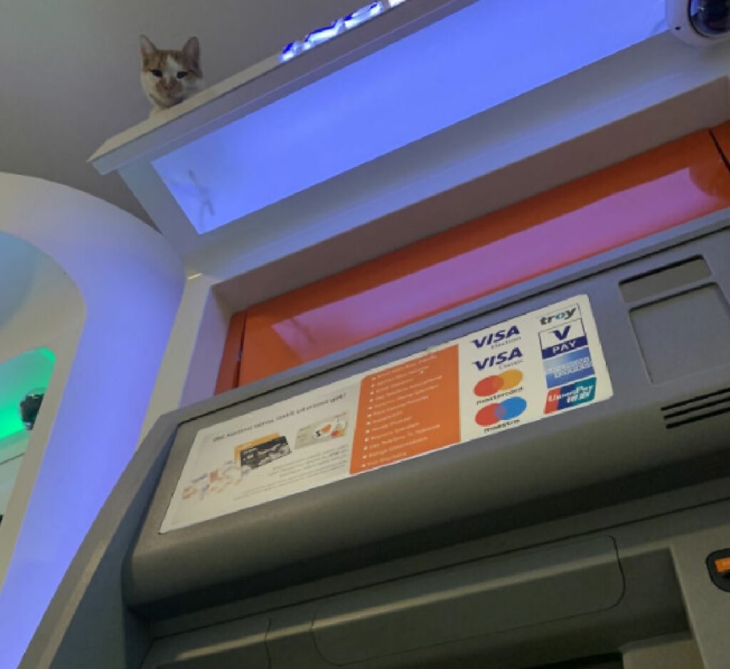 gatto sopra sportello bancomat