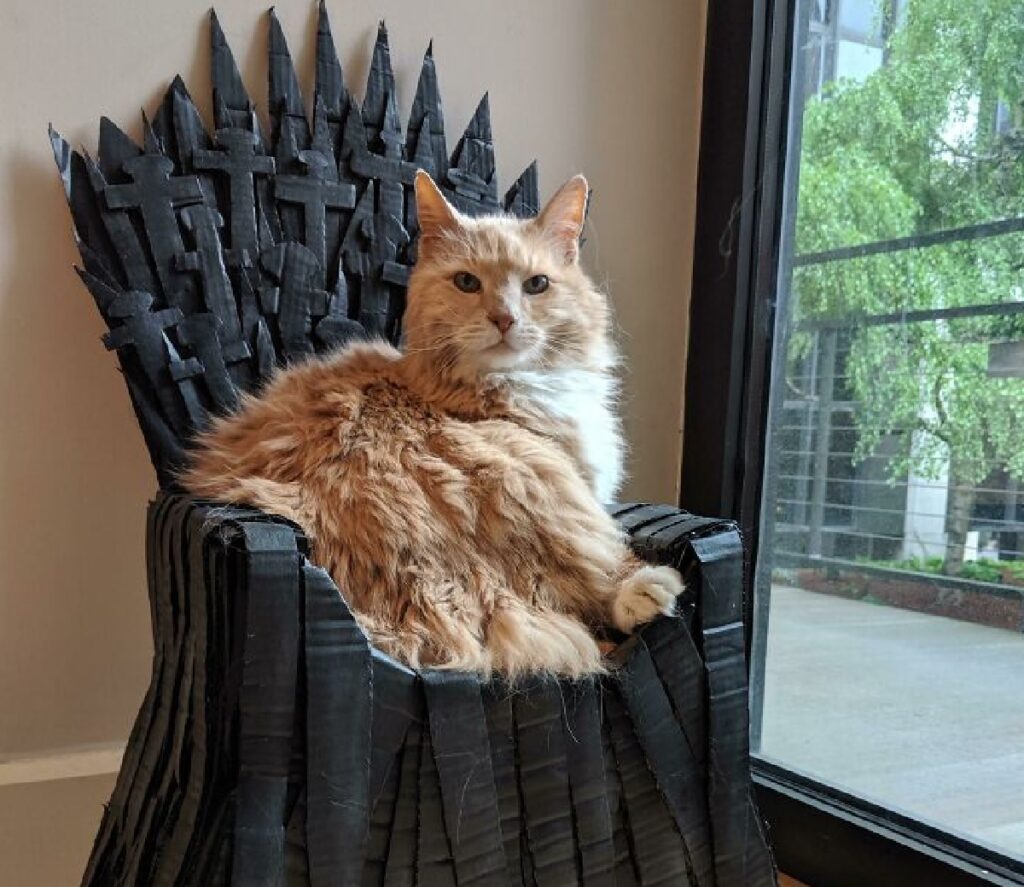 gatto trono tutto per lui