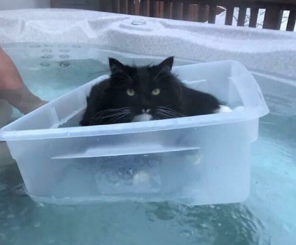 gatto nero dentro barchetta