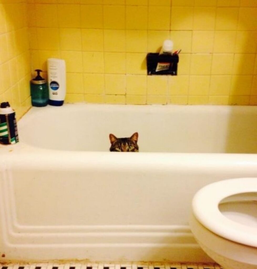 gatto vasca bagno