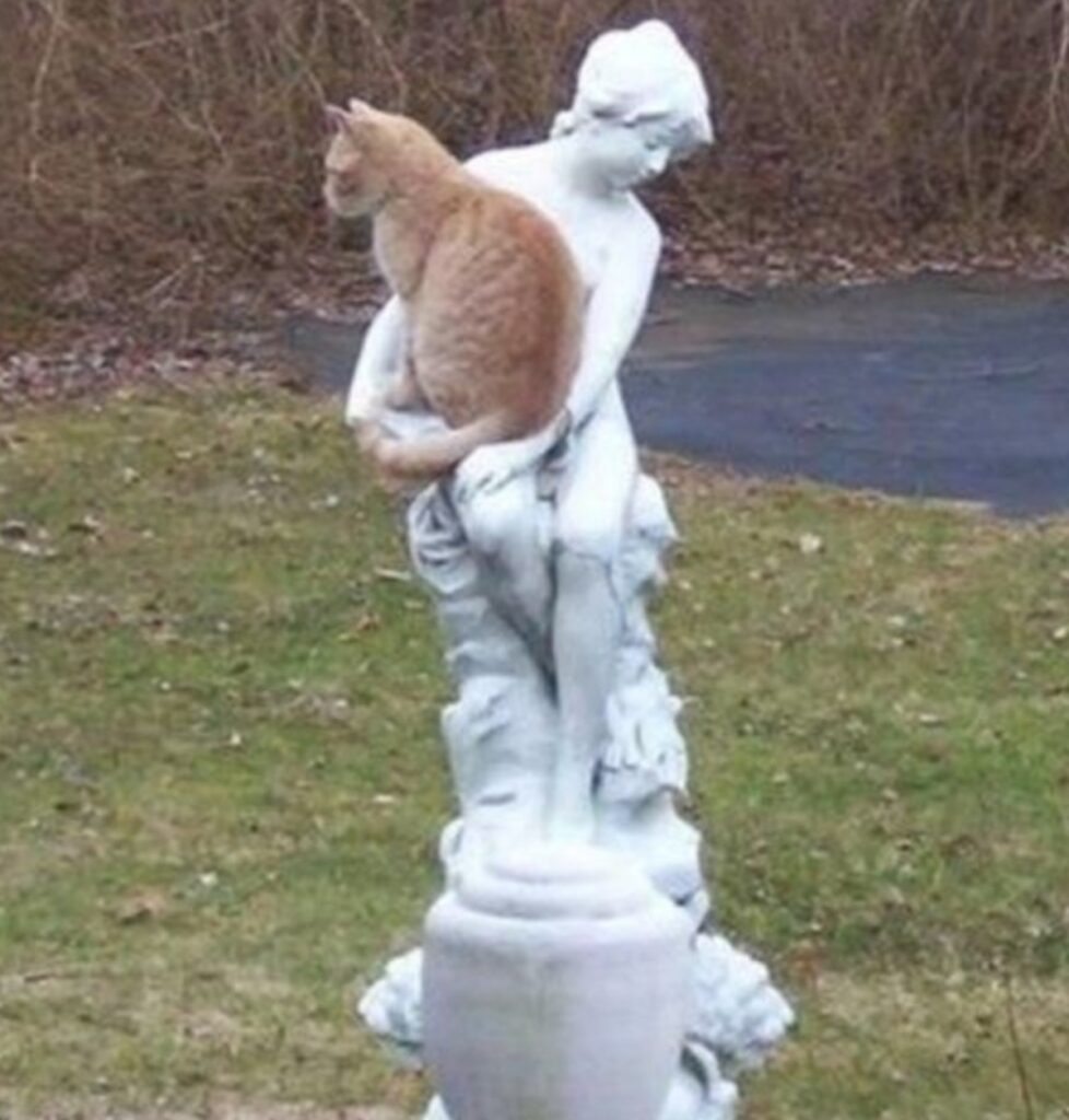 gatto statua sopra