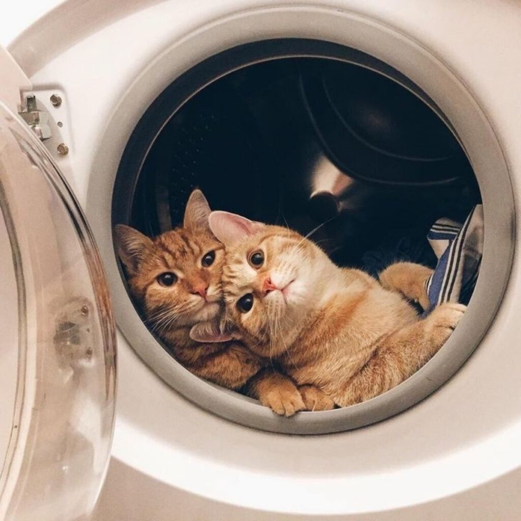 gatti lavatrice oblo