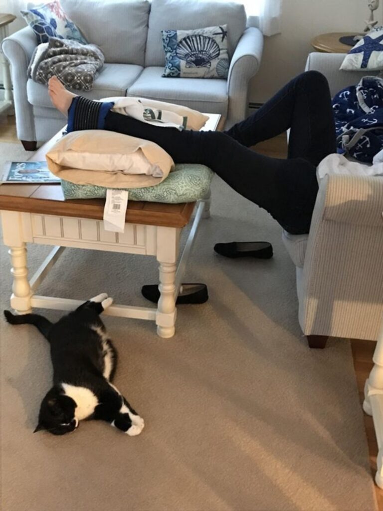 gatto zampa riposo