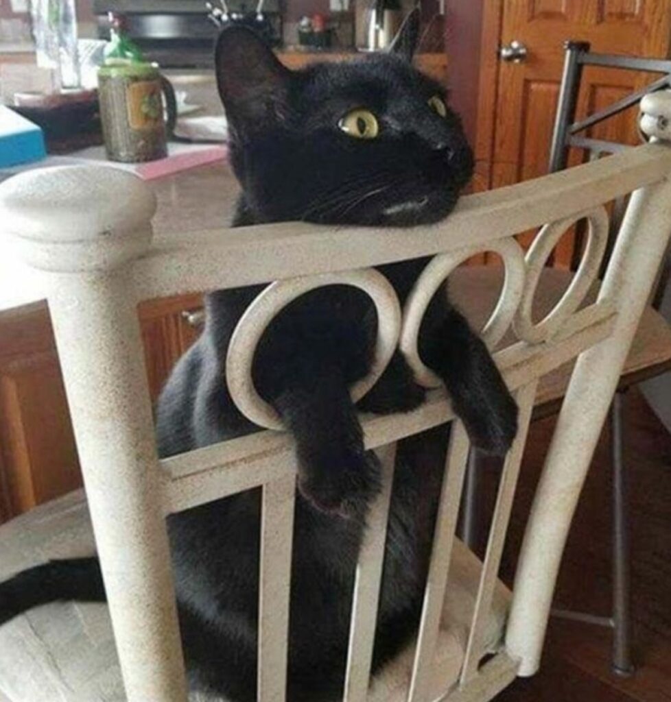 gatto sedia buchi