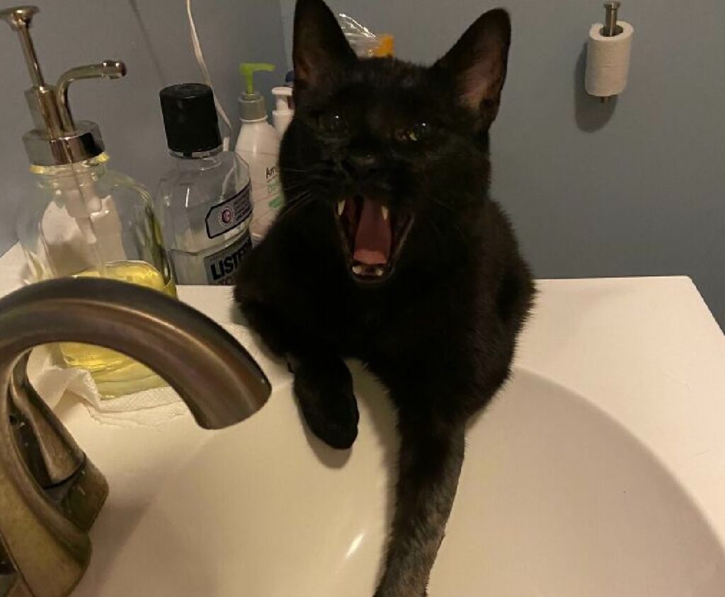 gatto nero vuole utilizzare lavandino
