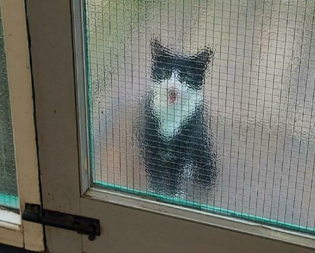gatto miagola dietro porta
