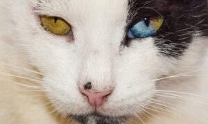 8 foto di gatti che sembrano essere usciti dal mondo delle favole
