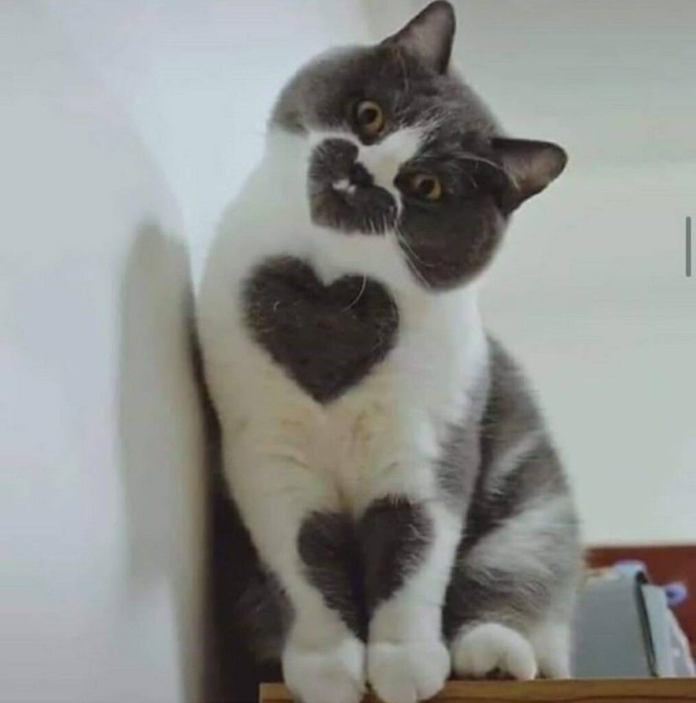 gatto con cuore sul petto