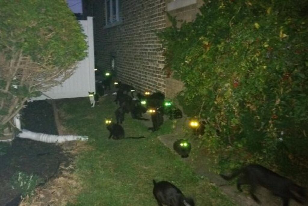 gruppo di gatti neri per strada