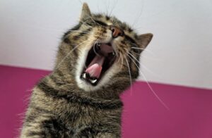 8 foto di gatti che sembrano usciti dal cast di un film dell’orrore