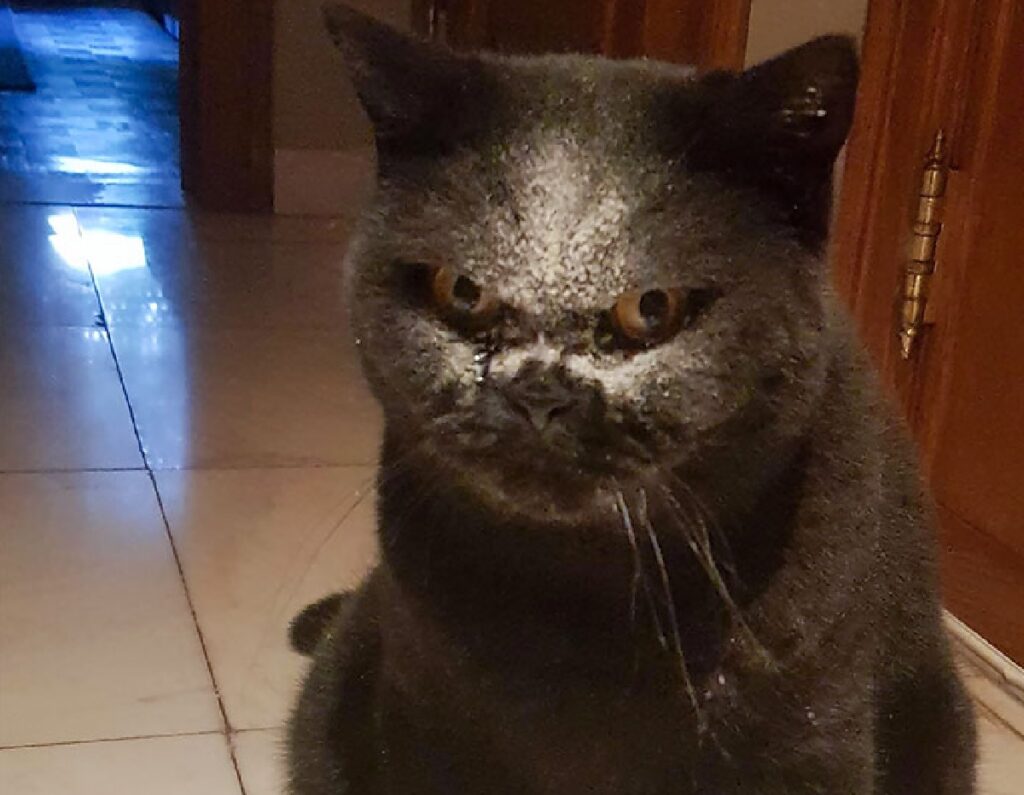 gatto abbastanza arrabbiato faccia