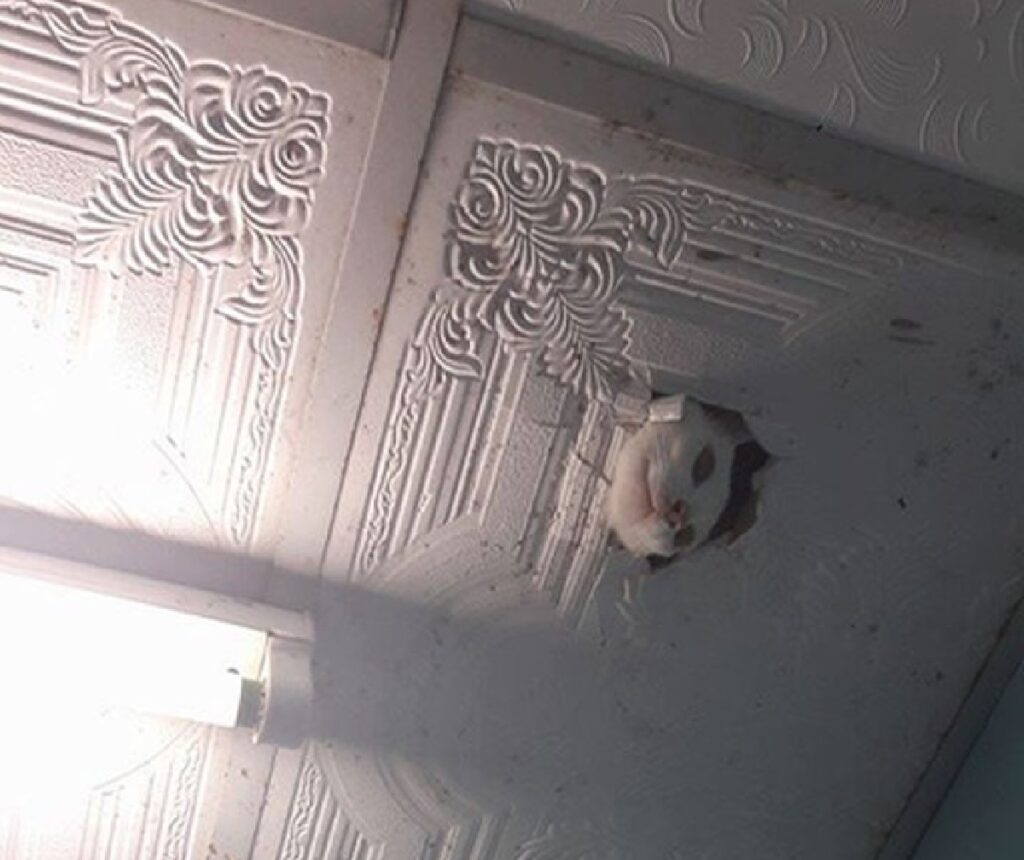 gatto testa fuoriesce da soffitto