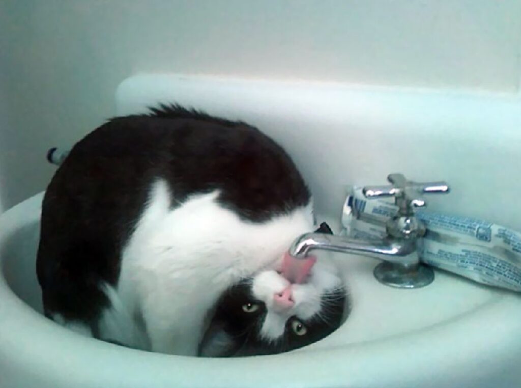 gatto tuxedo beve acqua rubinetto