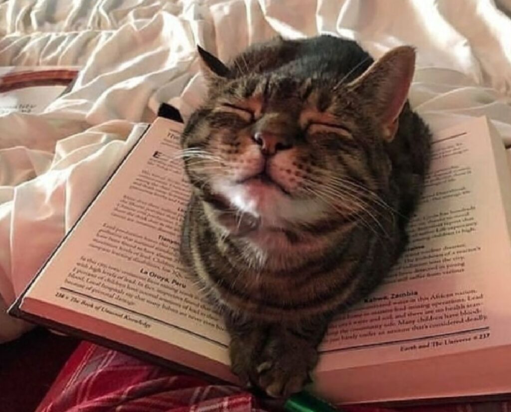 gatto libro leggere proprietario