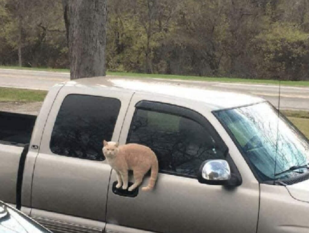 gatto su maniglia auto