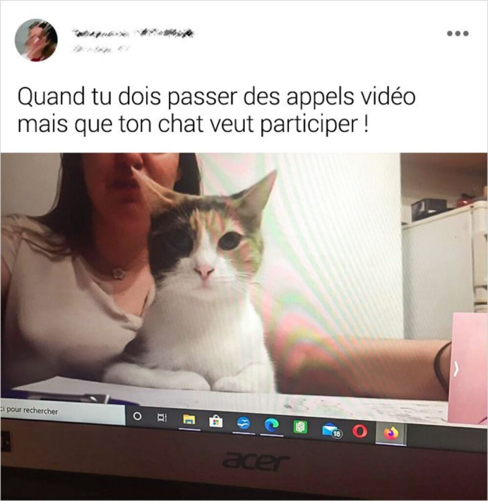 gatto computer mamma