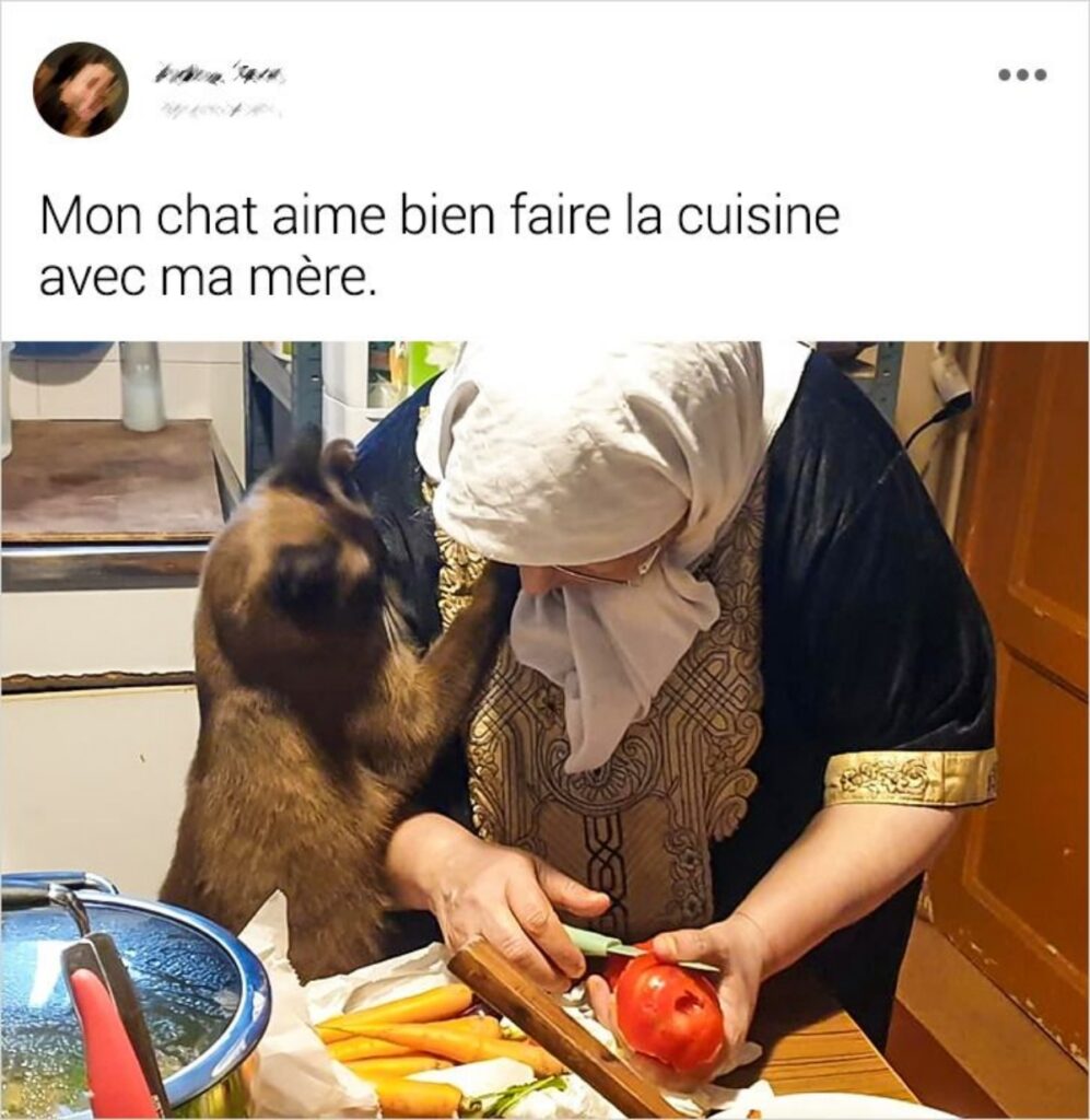 gatto mamma cucina